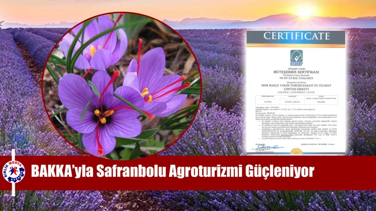 Safran üretiminde organik üretime geçildi