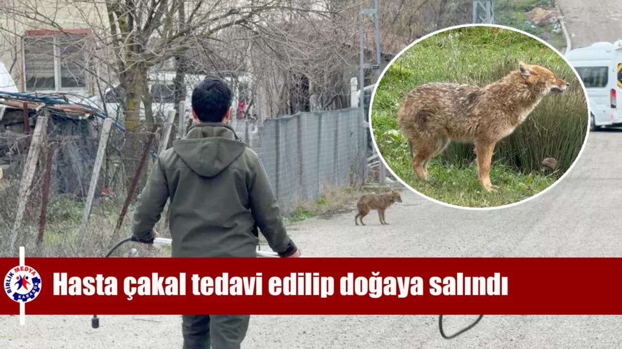 Karabük'te yerleşim yerine inen hasta çakal tedavi edilip doğaya salındı
