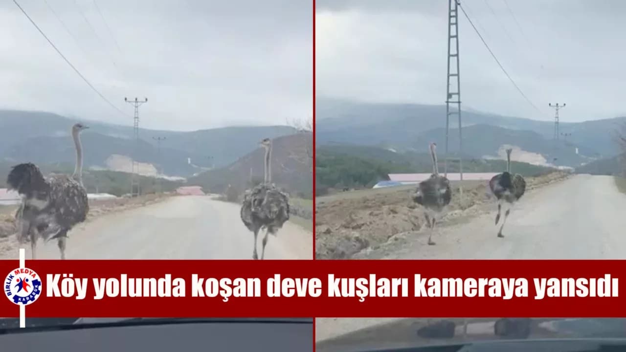 Köy yolunda koşan deve kuşları kameraya yansıdı
