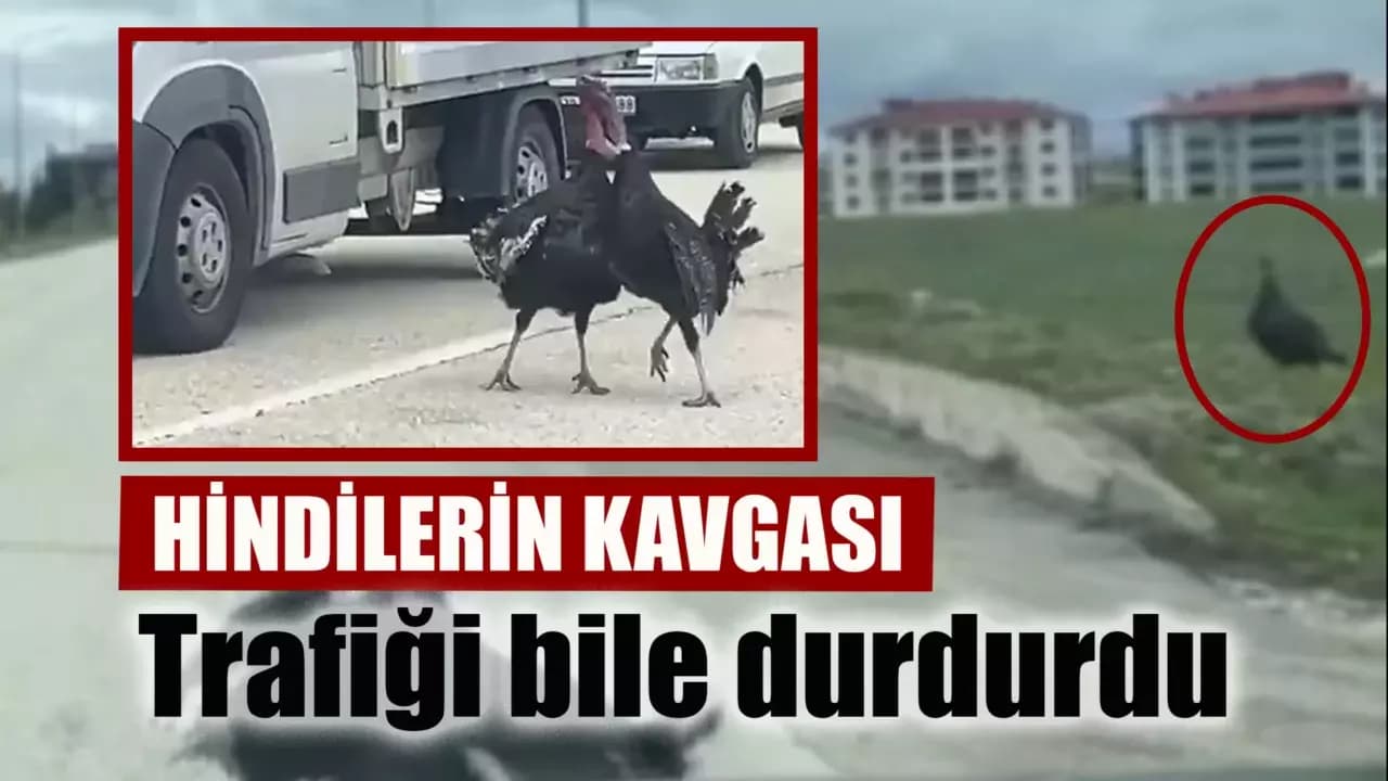 Eflani'de hindilerinin kavgası trafiği durdurdu