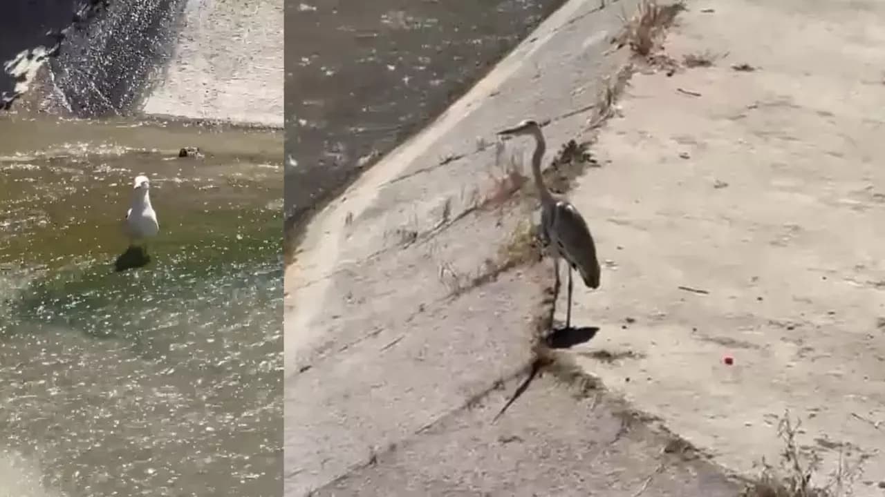 Gri balıkçıl ile Martı aynı karede av bekledi