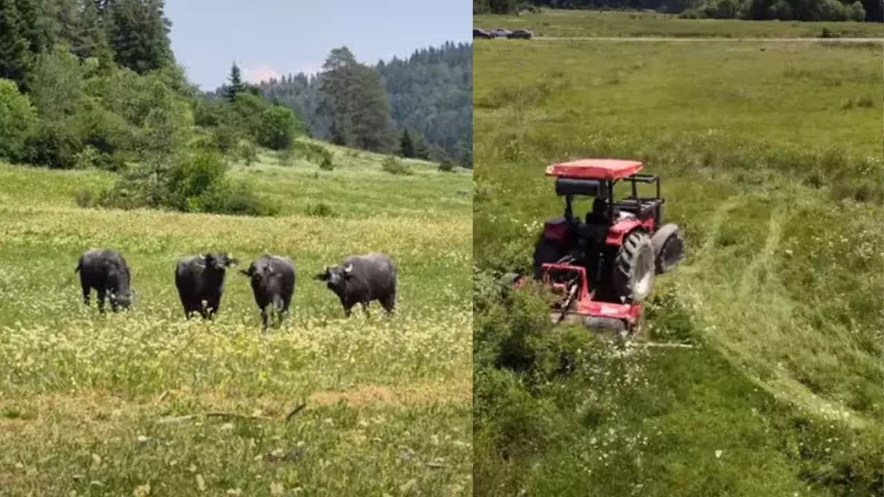 Uluyayla’da Meralar Üretime Kazandırılıyor