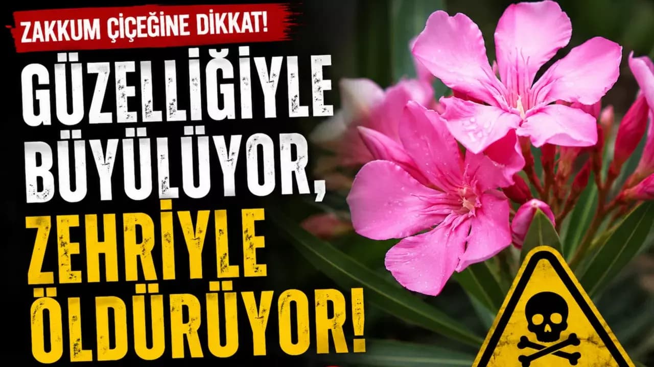 Parklarda gördüğünüz bu çiçeğe dikkat!