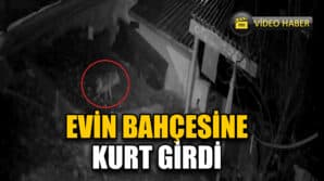 Karabük'te Evin Bahçesine Giren Kurt ve Sansar Güvenlik Kamerasında