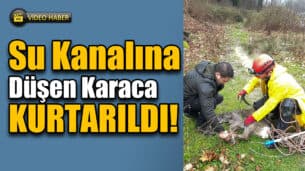 Karabük'te Su Kanalına Düşen Karaca Kurtarılıp Doğaya Salındı