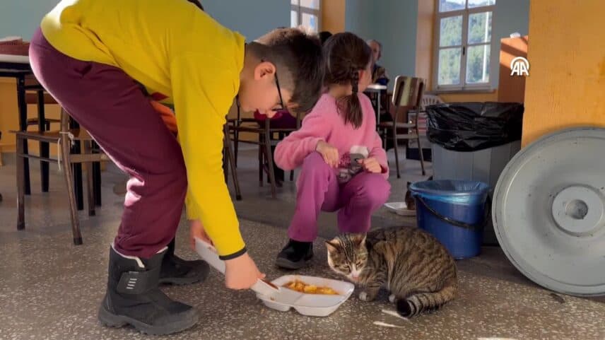 Öğrenciler köy okulundaki "Aşure" adlı kedinin yanından ayrılmıyor