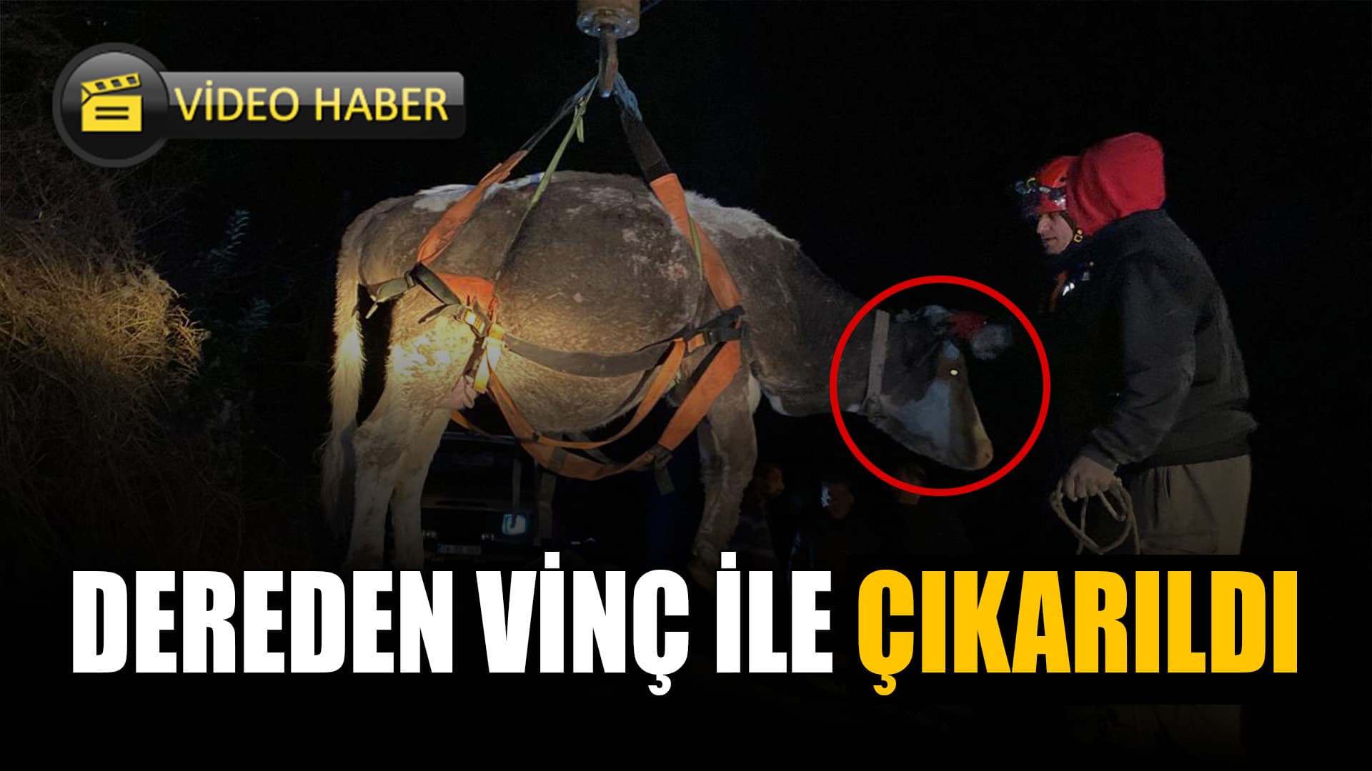 Karabük'te Dere Yatağına Düşen İnek Vinçle Kurtarıldı