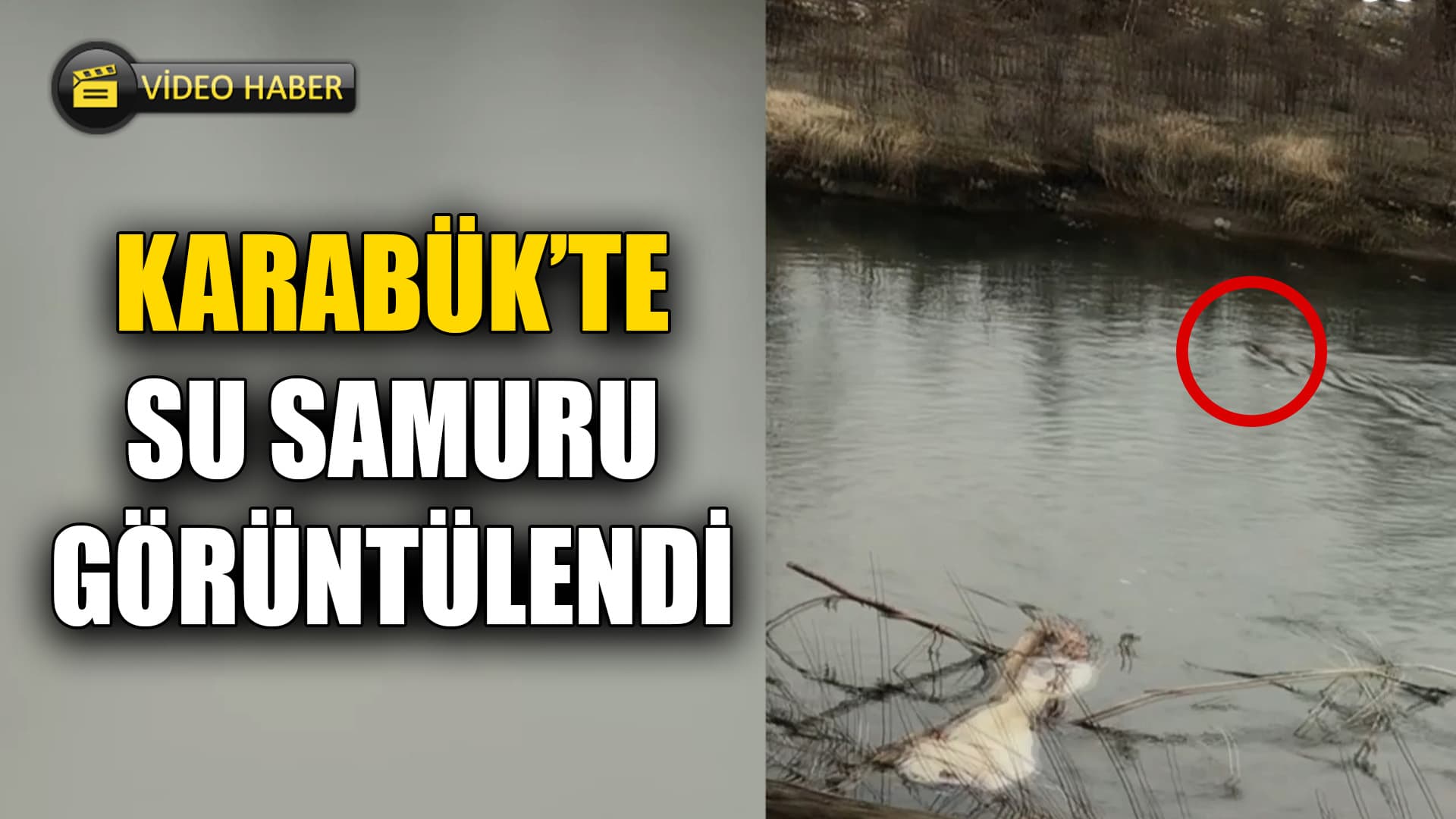 Karabük'te Su Samuru Görüntülendi