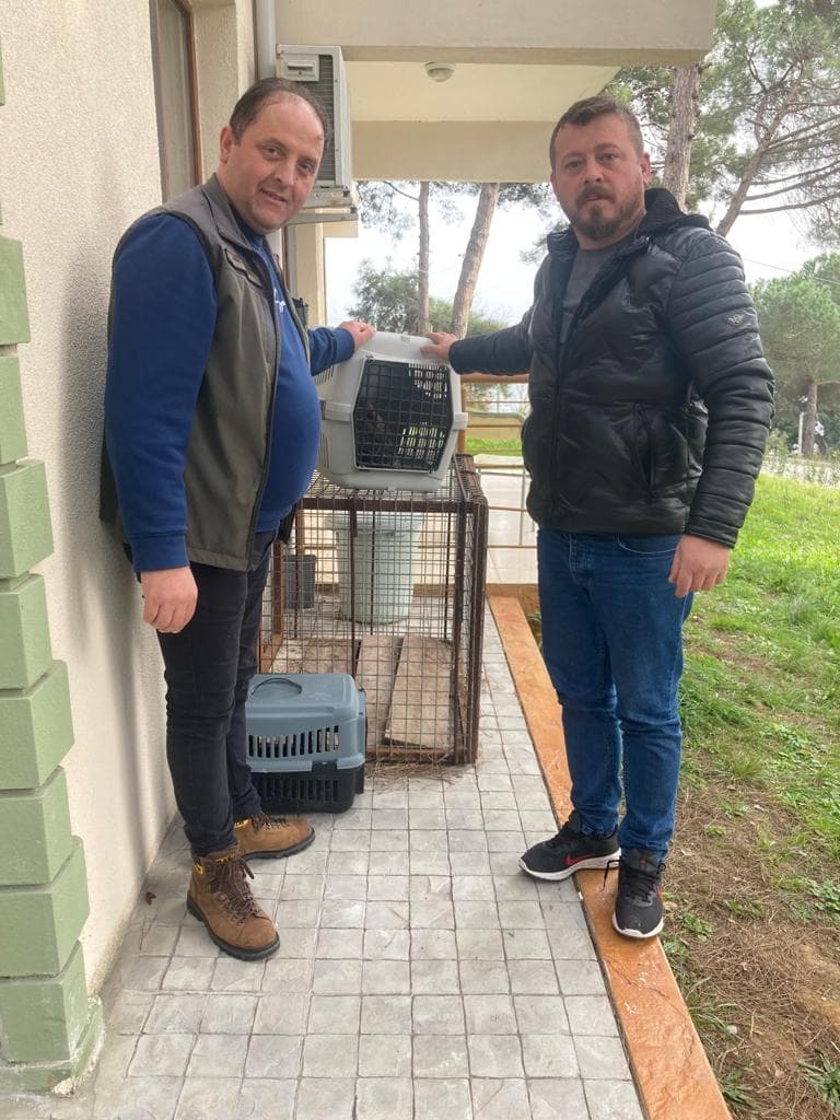 Sinop'ta yaralı atmaca koruma altına alındı