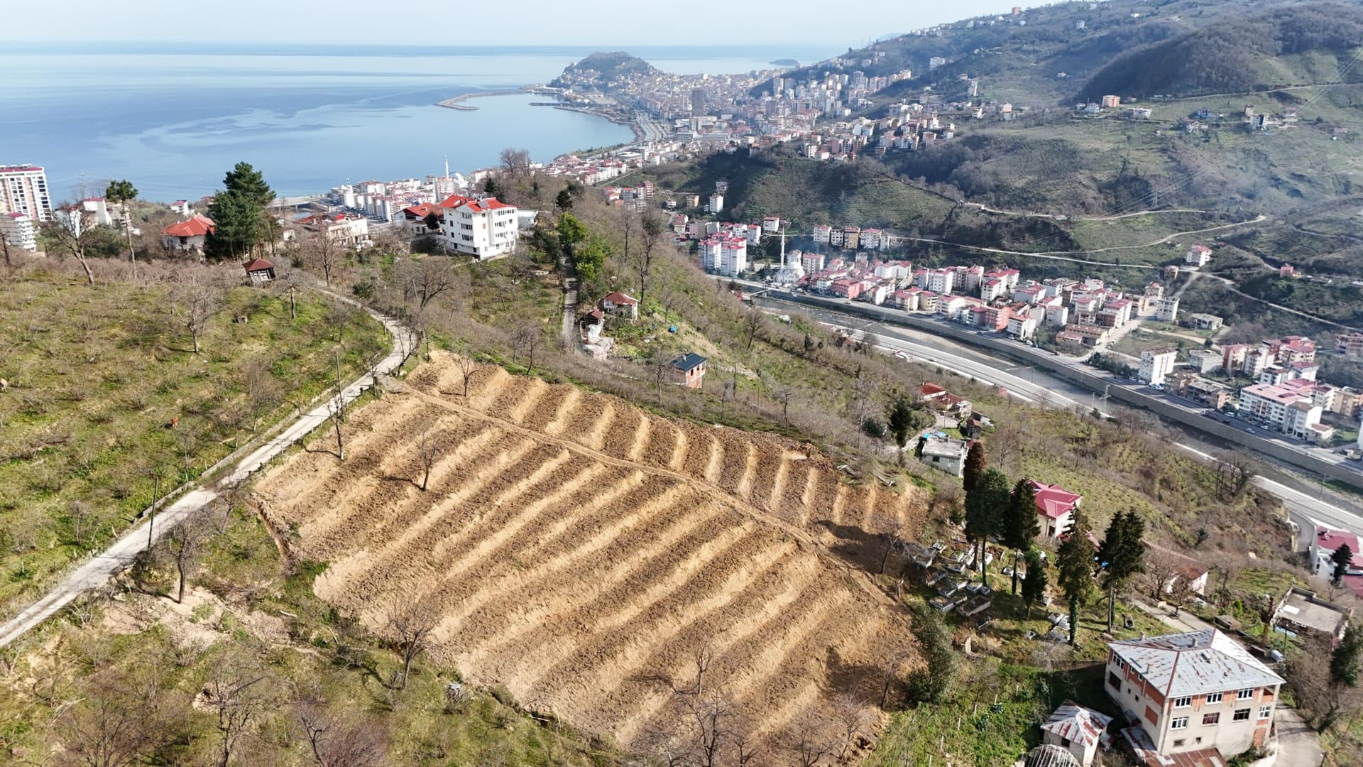 Giresun'da 3 yılda 158 dekar fındık bahçesi yenilendi