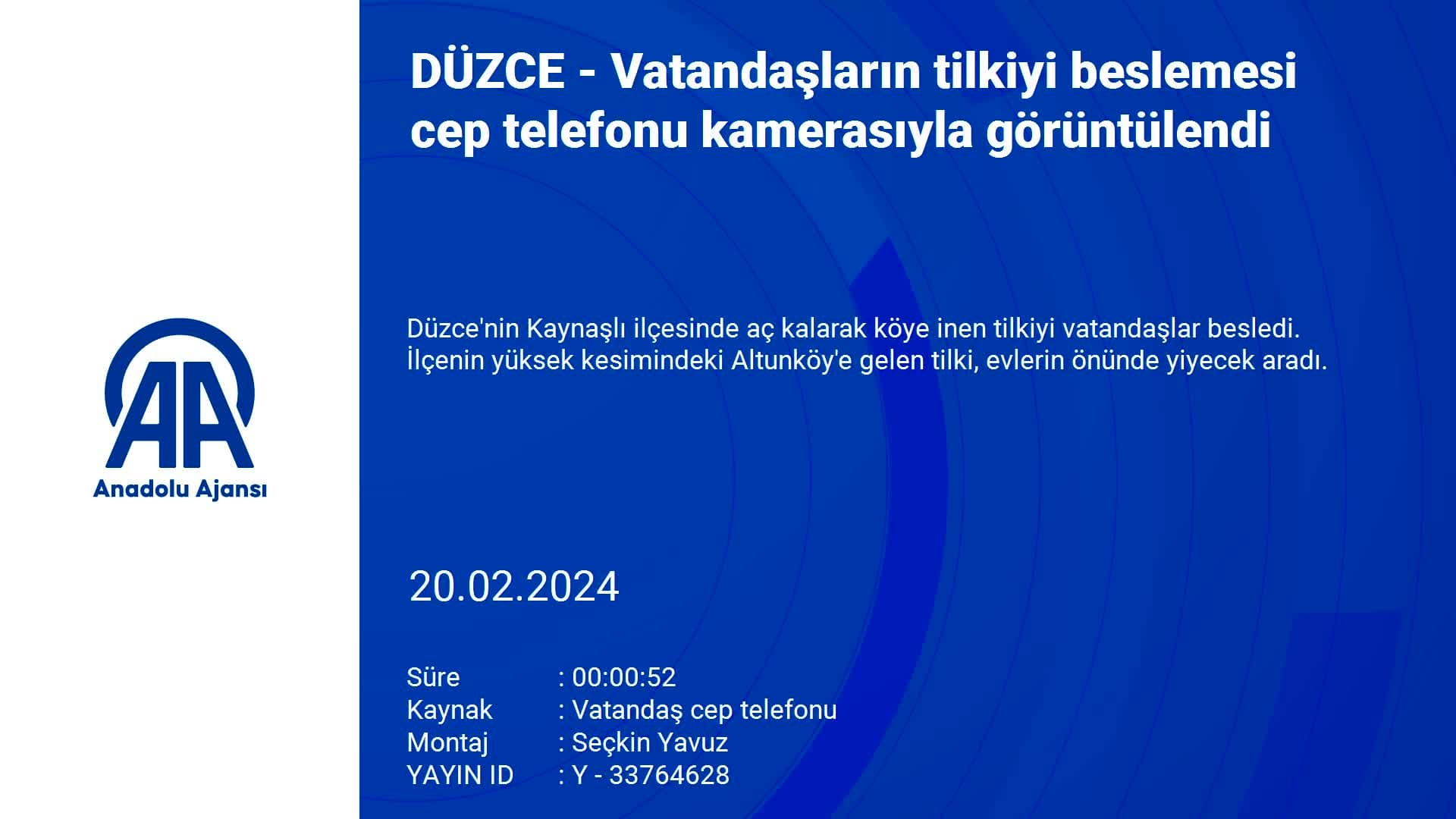 Düzce'de vatandaşların tilkiyi beslemesi cep telefonu kamerasıyla görüntülendi