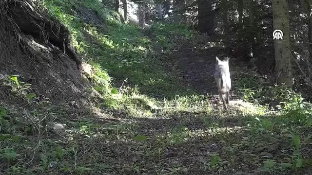 Ilgaz Dağı Milli Parkı'ndaki yaban hayatı fotokapanla görüntülendi