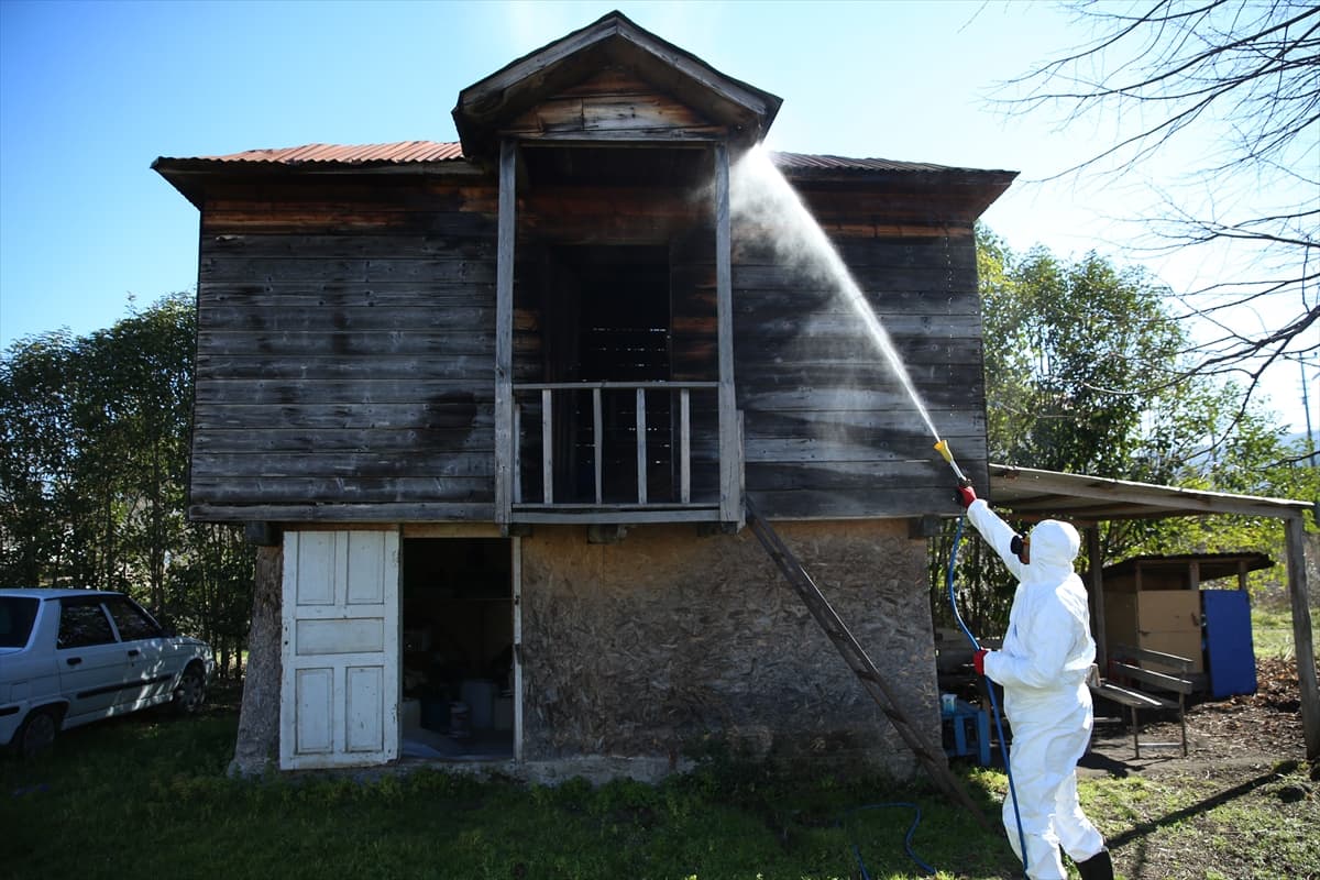 Ordu'da kahverengi kokarca ile mücadelede 4 ayda 40 bin nokta ilaçlandı