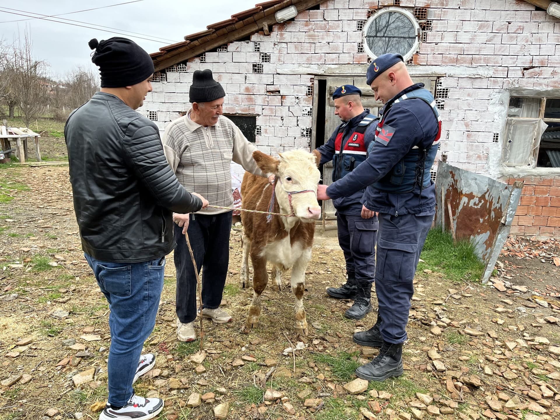 Sinop'ta yaşlı adamın çalınan ineği jandarma ekiplerince Kastamonu'na bulundu