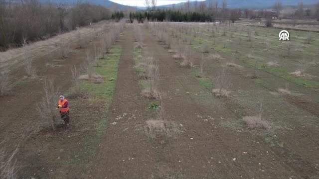 Kuraklığa dayanıklı Türk fındığı fidanları Kastamonu'da yetiştiriliyor