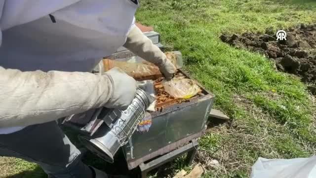 Arı ve bal kayıplarının önüne geçmek için "arıcılar eğitilmeli" önerisi