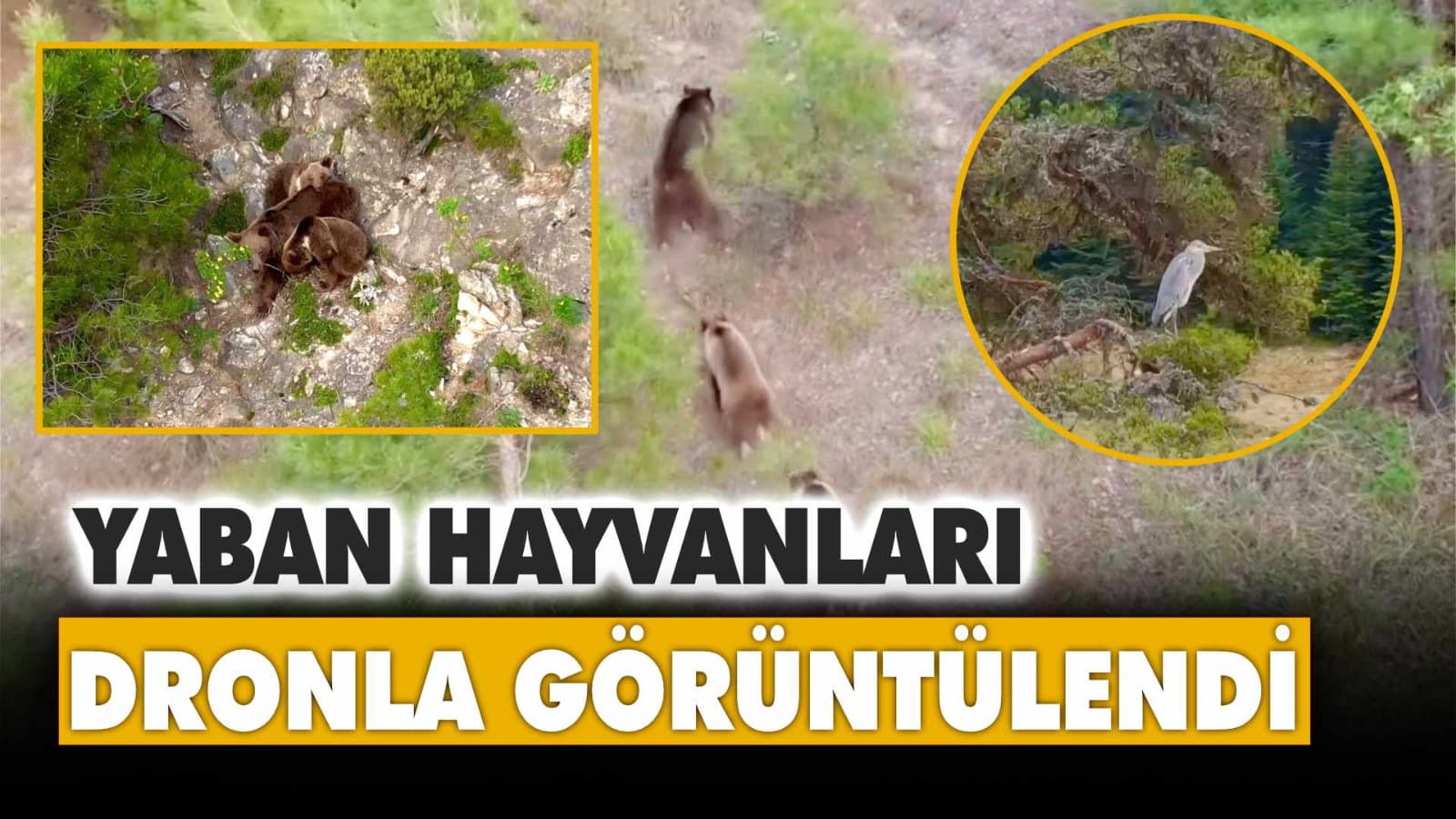 Karabük'te yaban hayvanları dronla görüntülendi