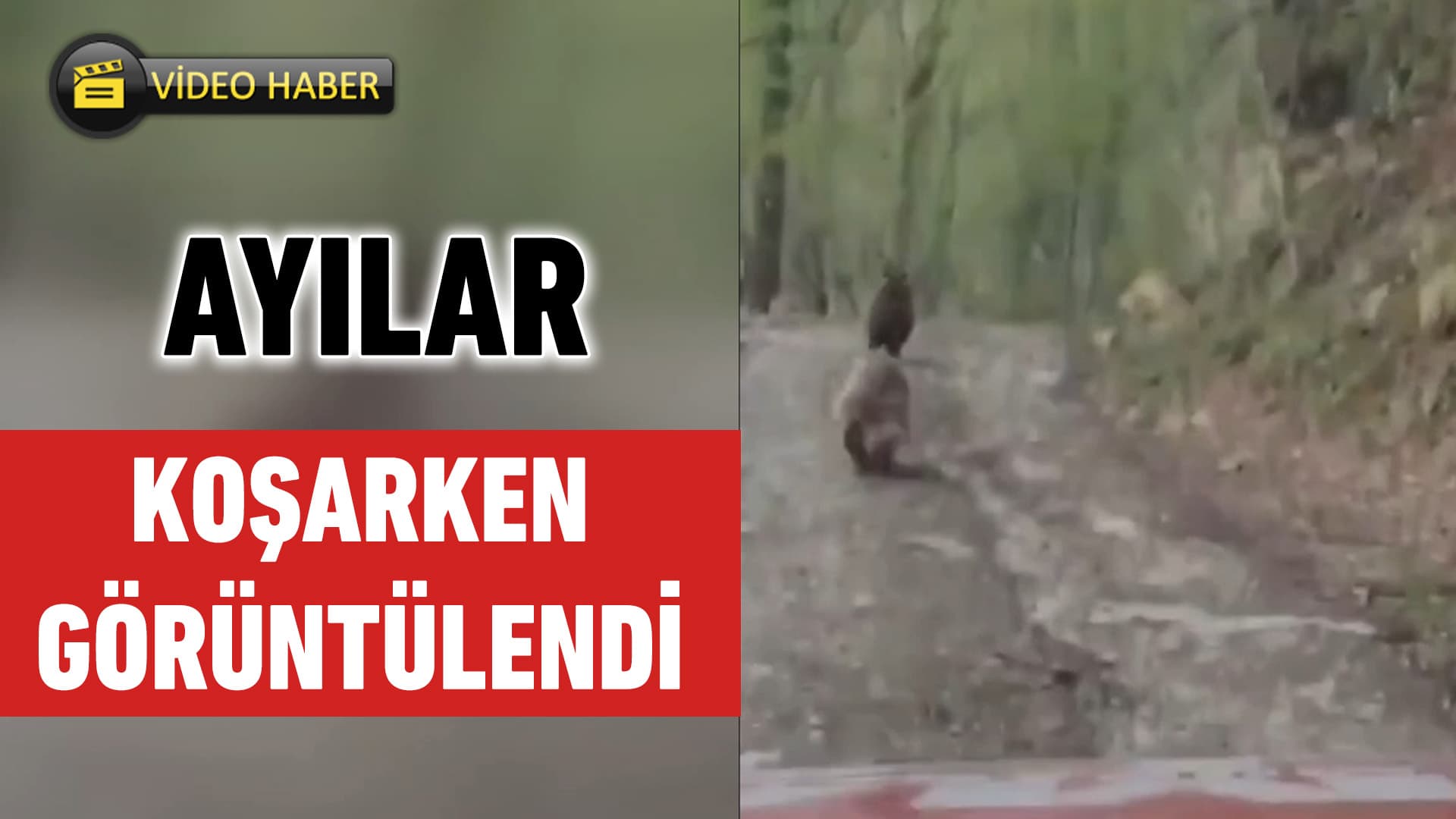 Yenice'de Yolda Koşan Ayılar Cep Telefonuyla Görüntülendi