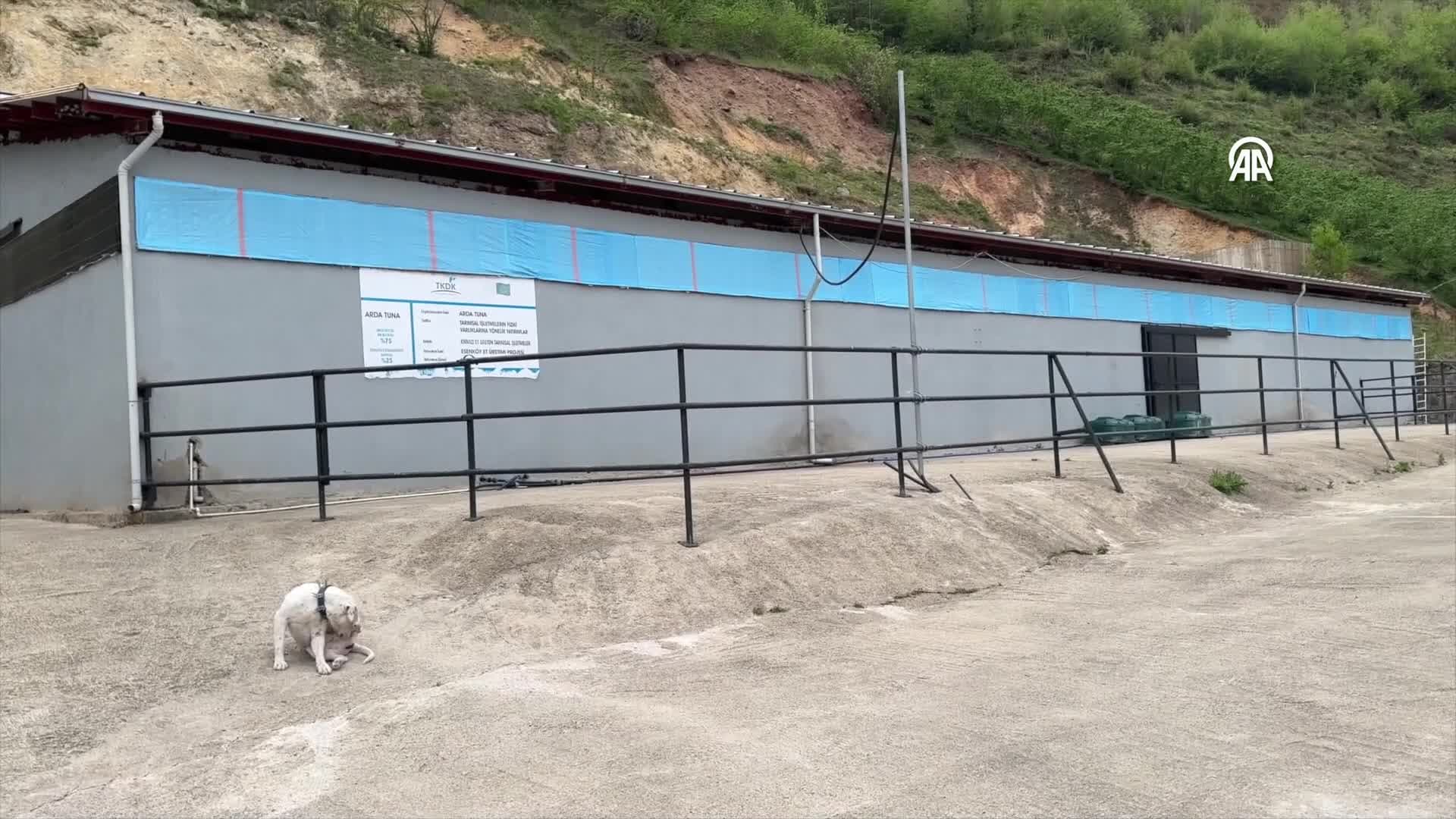 Bodrum'dan köyüne dönen kadın devlet desteğiyle mandıra kurdu