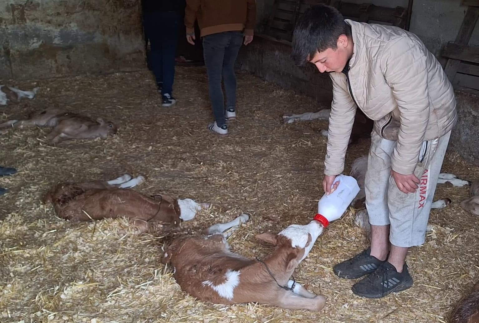 Samsun'da ahırdaki 12 buzağı ile 1 oğlak saldırgan hayvanlarca öldürüldü