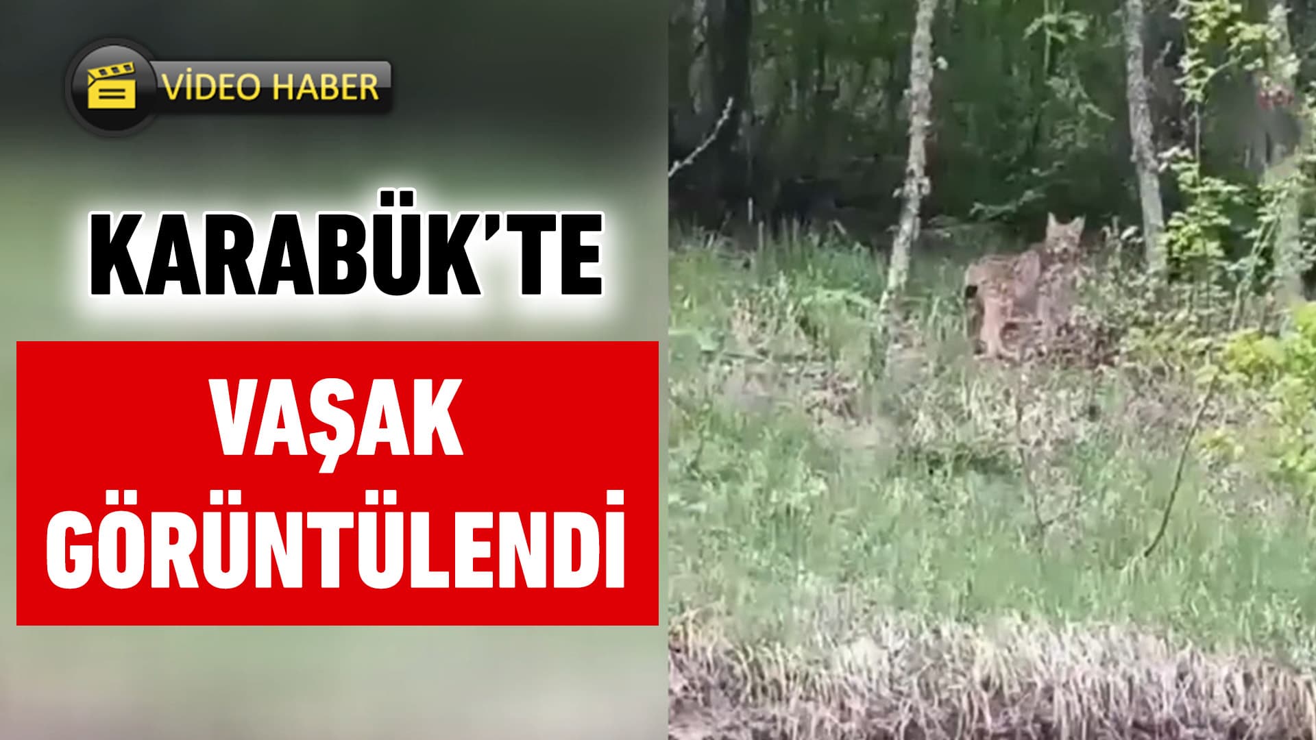 Karabük'te vaşak görüntülendi