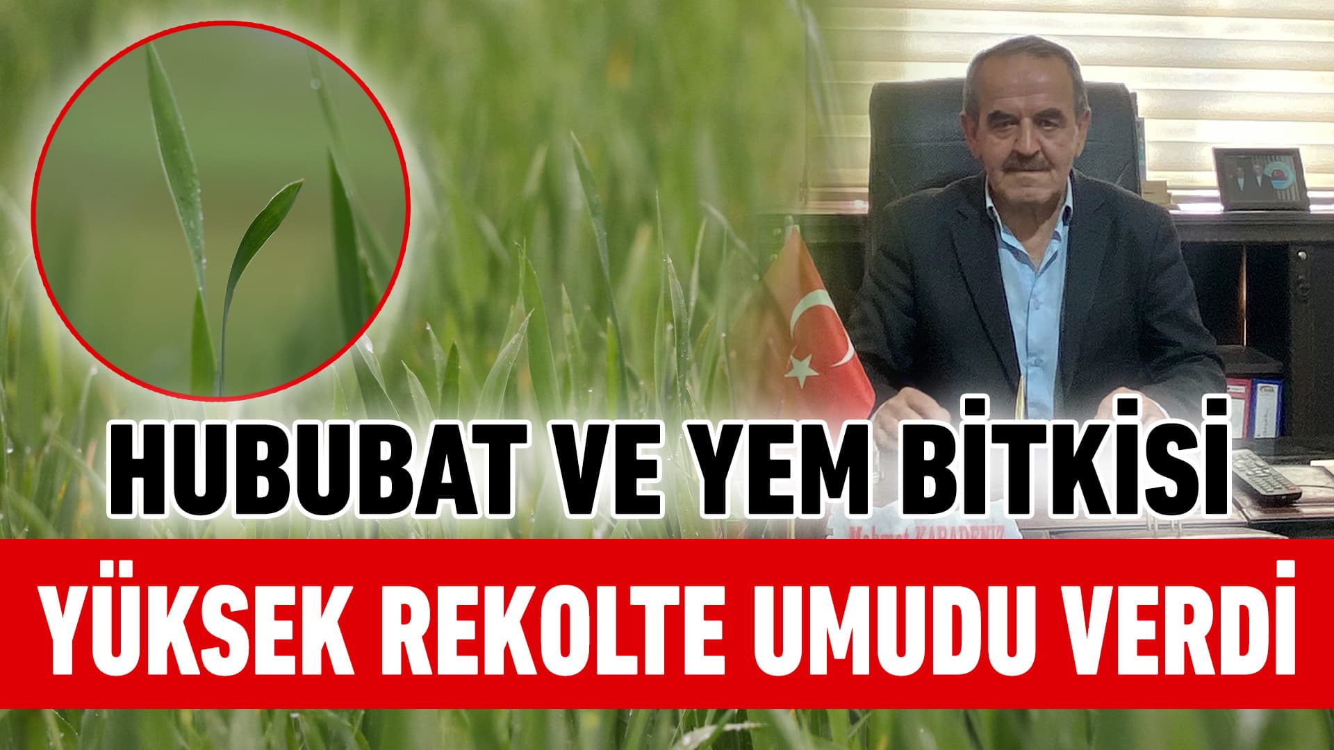İlkbahar yağmurları Karabüklü hububat ve yem bitkisi üreticisine yüksek rekolte umudu verdi