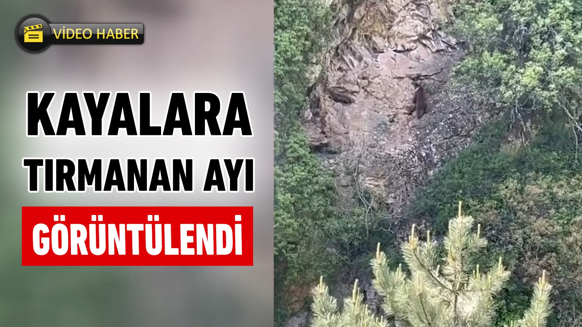 Safranbolu'da Kayaya Tırmanan Ayı Cep Telefonuyla Görüntülendi