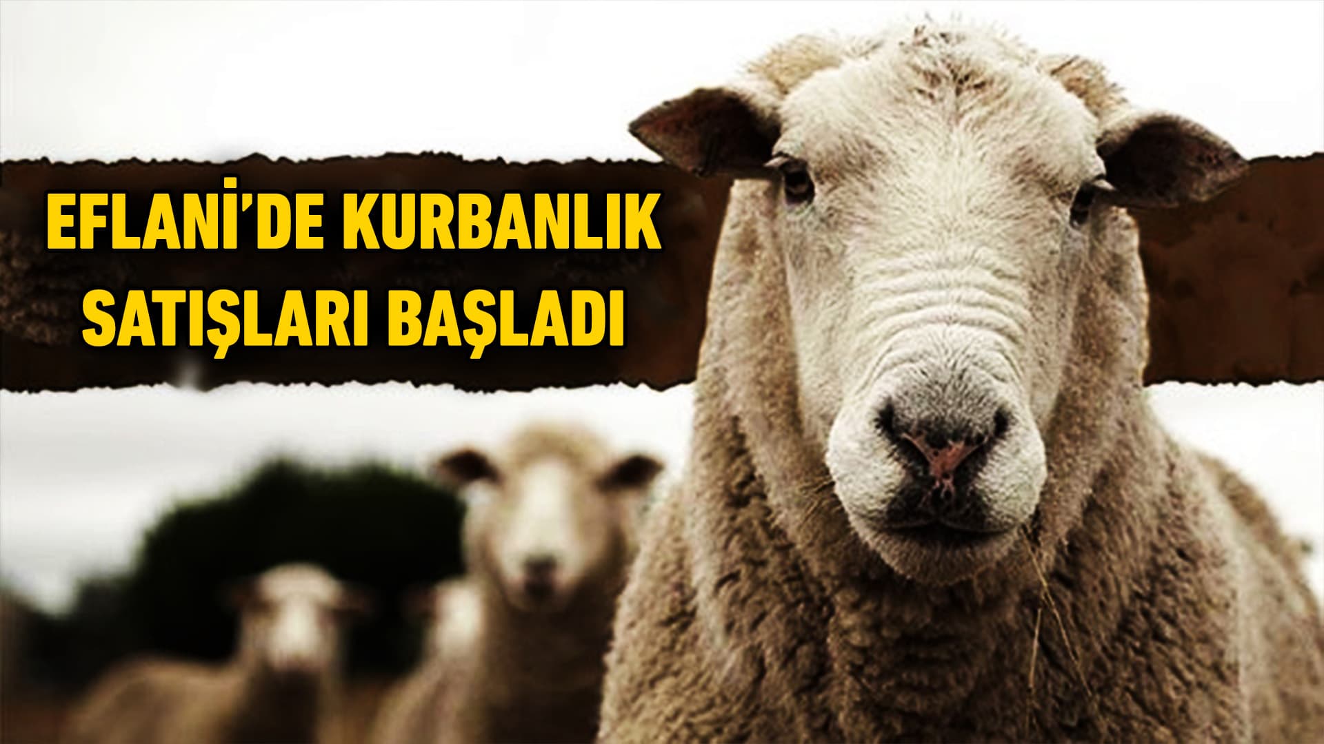 Eflani'de Kurbanlık Satışları Başladı