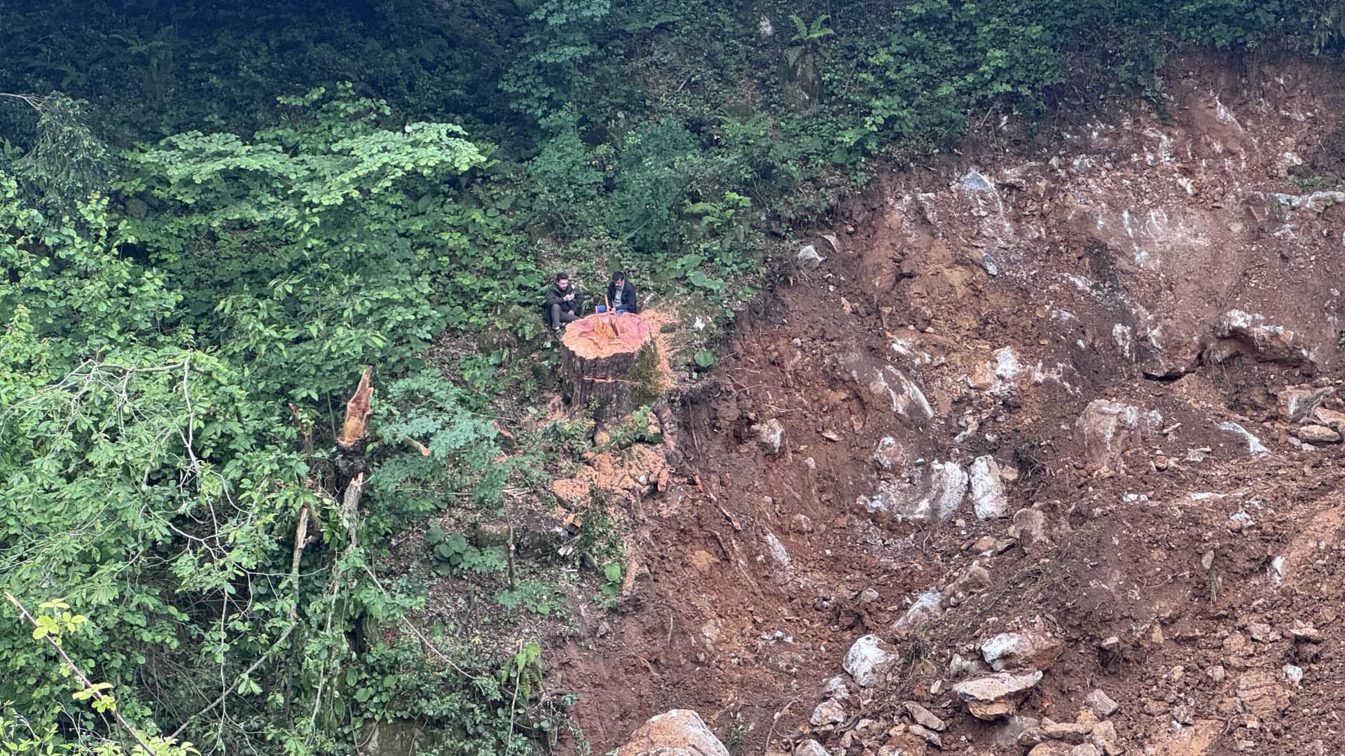 Zonguldak'ta dere ıslahı sırasında 1183 yaşındaki porsuk ağacı kesildi