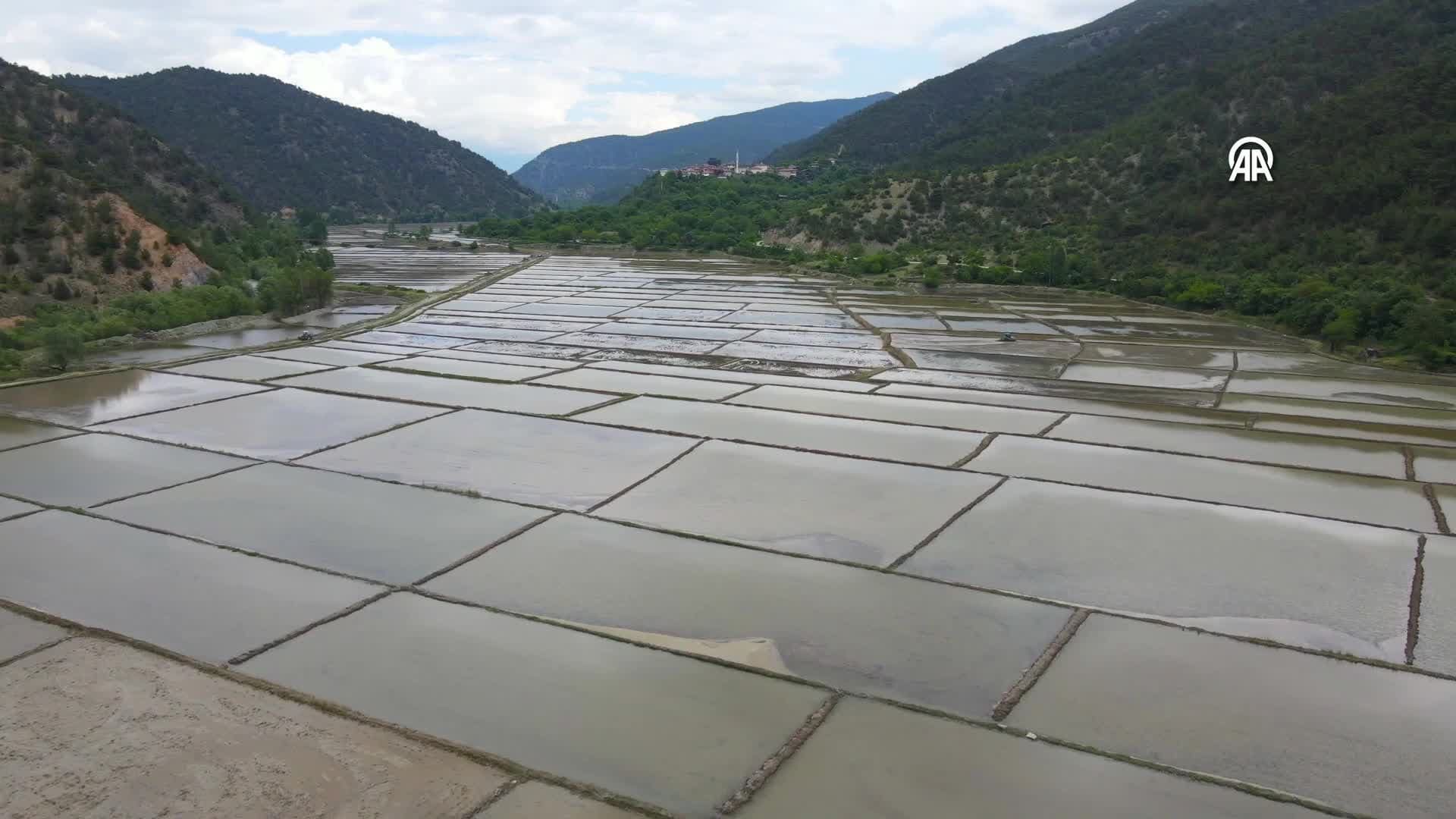 Ilgaz eteklerindeki Tosya'da çeltik üreticileri ekim mesaisine başladı