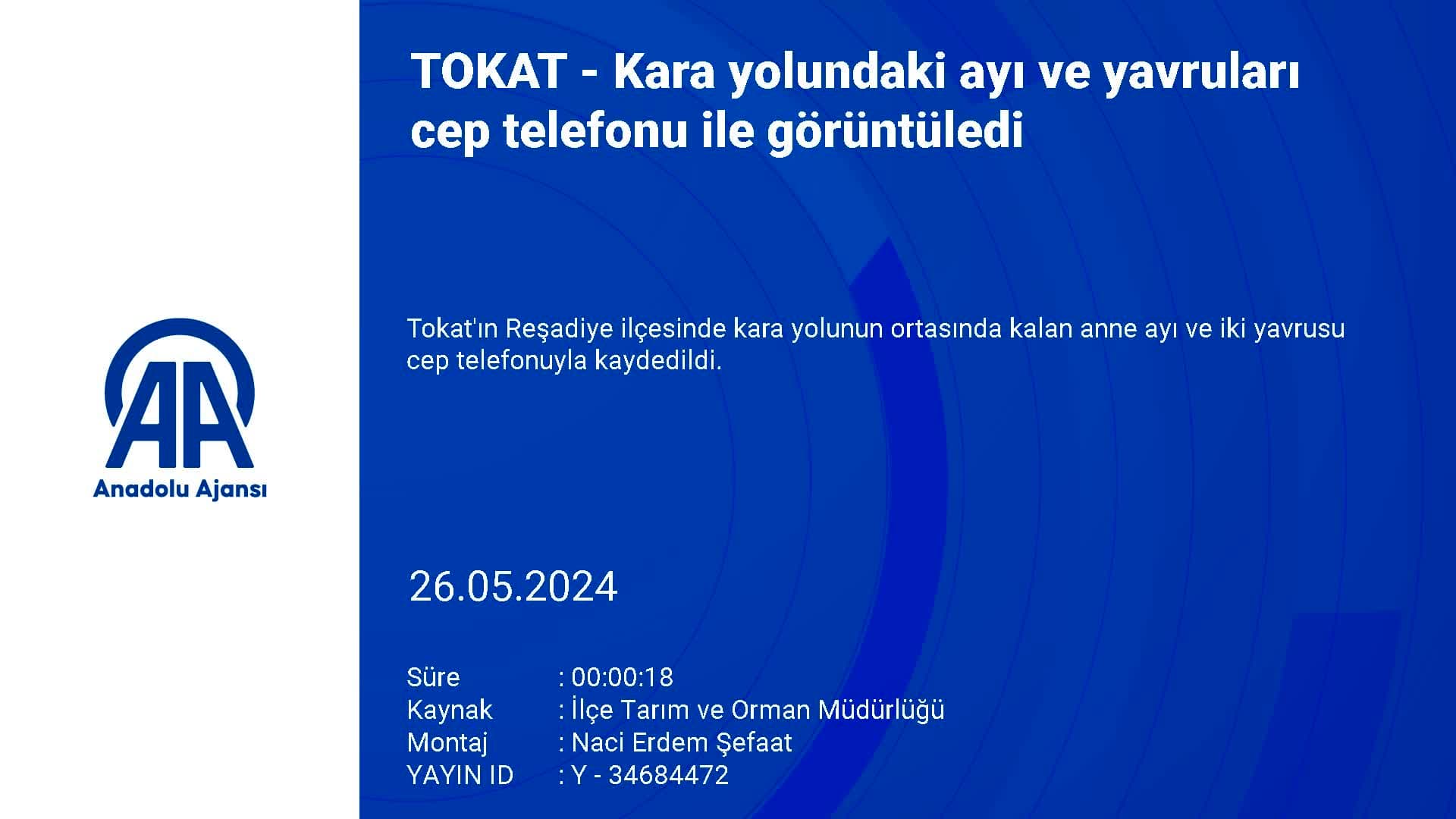 Tokat'ta kara yolundaki ayı ve yavruları cep telefonu ile görüntüledi