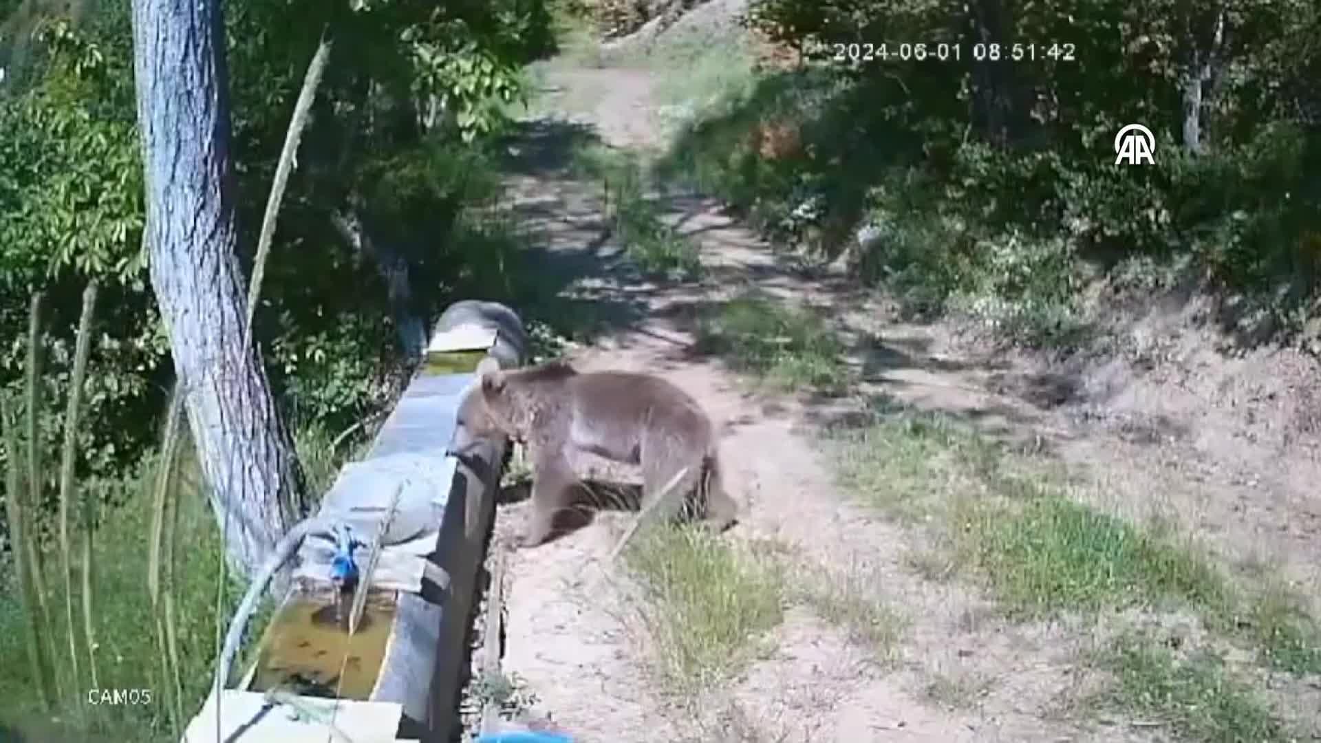 Kastamonu'da iki ayı yavrusunun su oluğunda oynaması kamerada