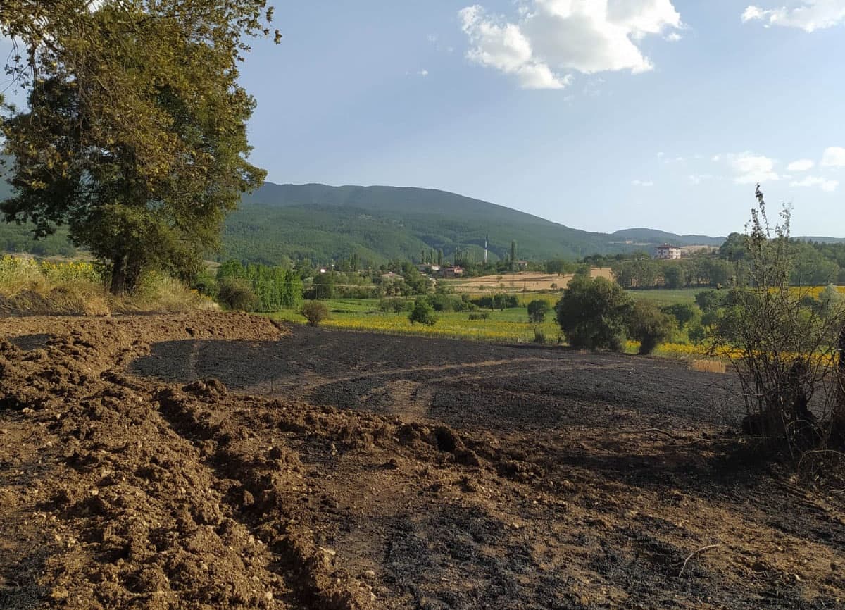 Samsun'da anız yangınında 20 dönüm buğday ekili alan zarar gördü