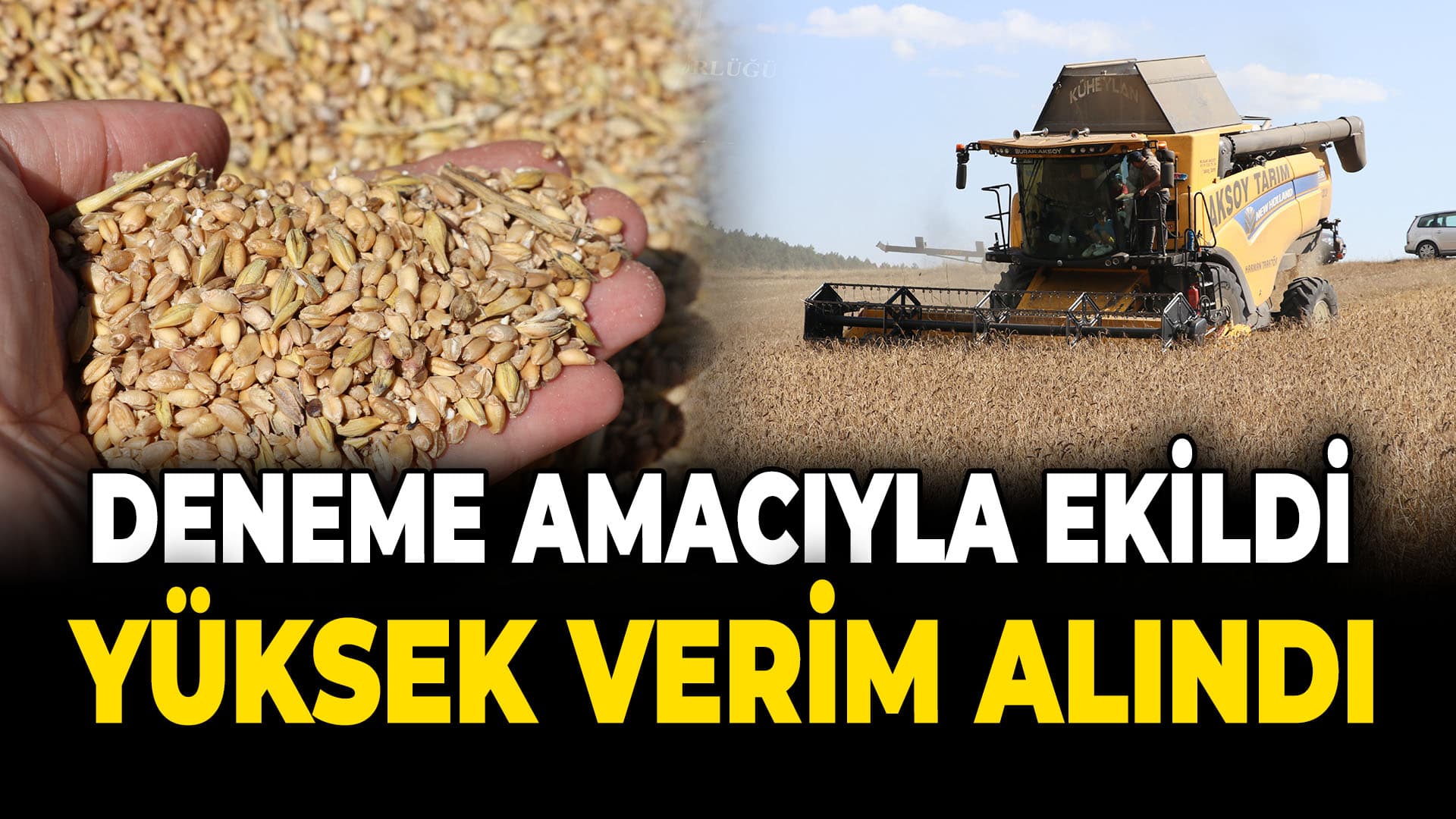 Karabük'te deneme amacıyla ekilen ata tohumu buğdaydan 1'e 16 verim alındı