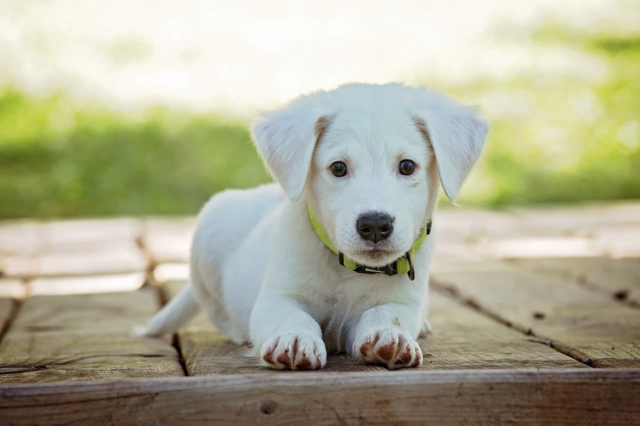 Jandarmanın dedektör köpekleri eğitimlerle göreve hazırlanıyor