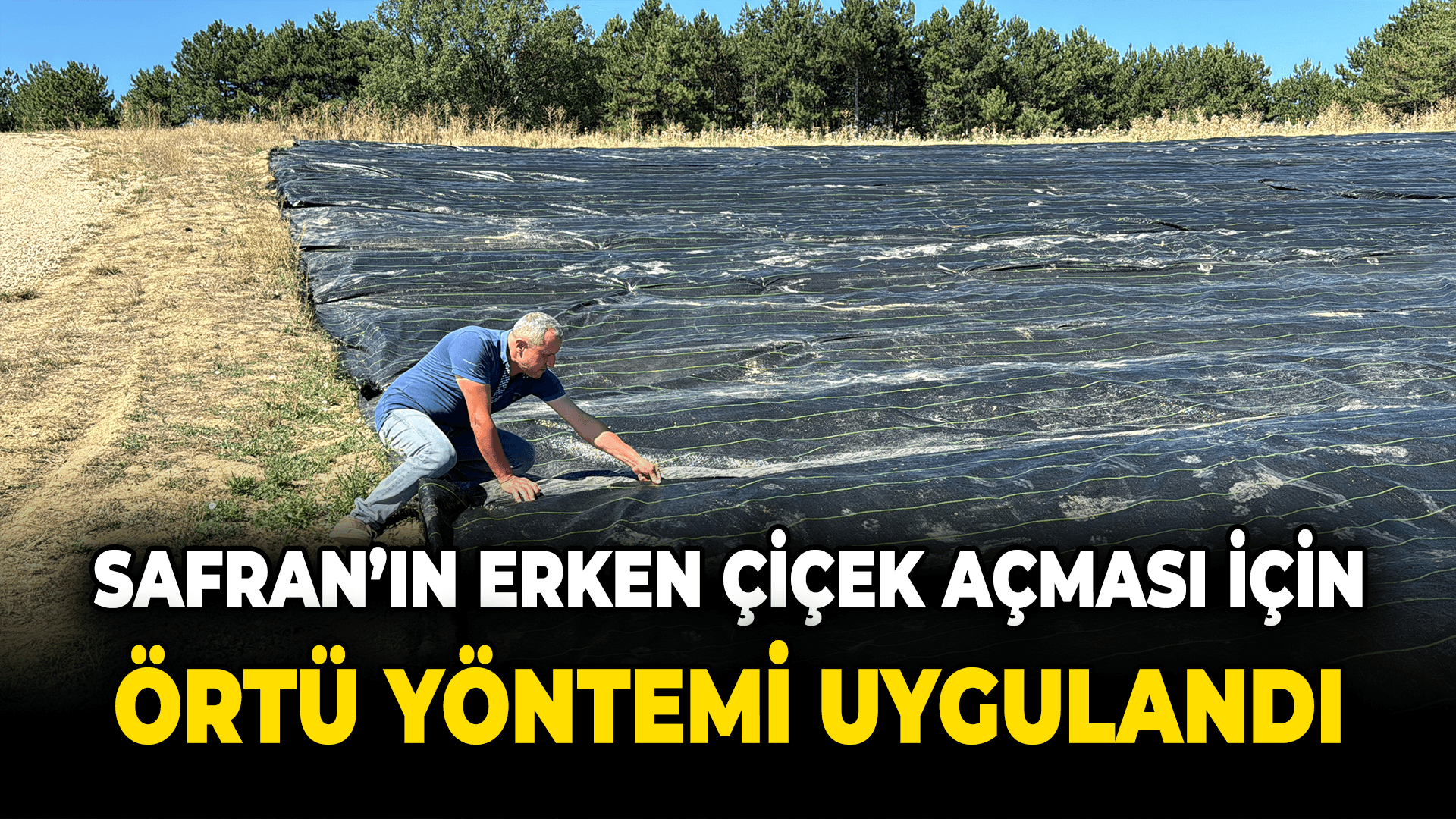 Safranbolu'da safranın erken çiçek açması için örtü yöntemi uygulandı