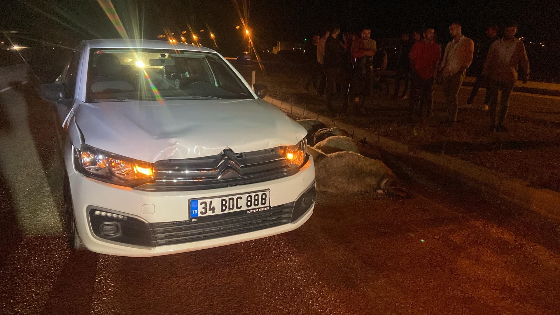 Giresun'da otomobilin çarptığı sürüdeki 12 koyun telef oldu
