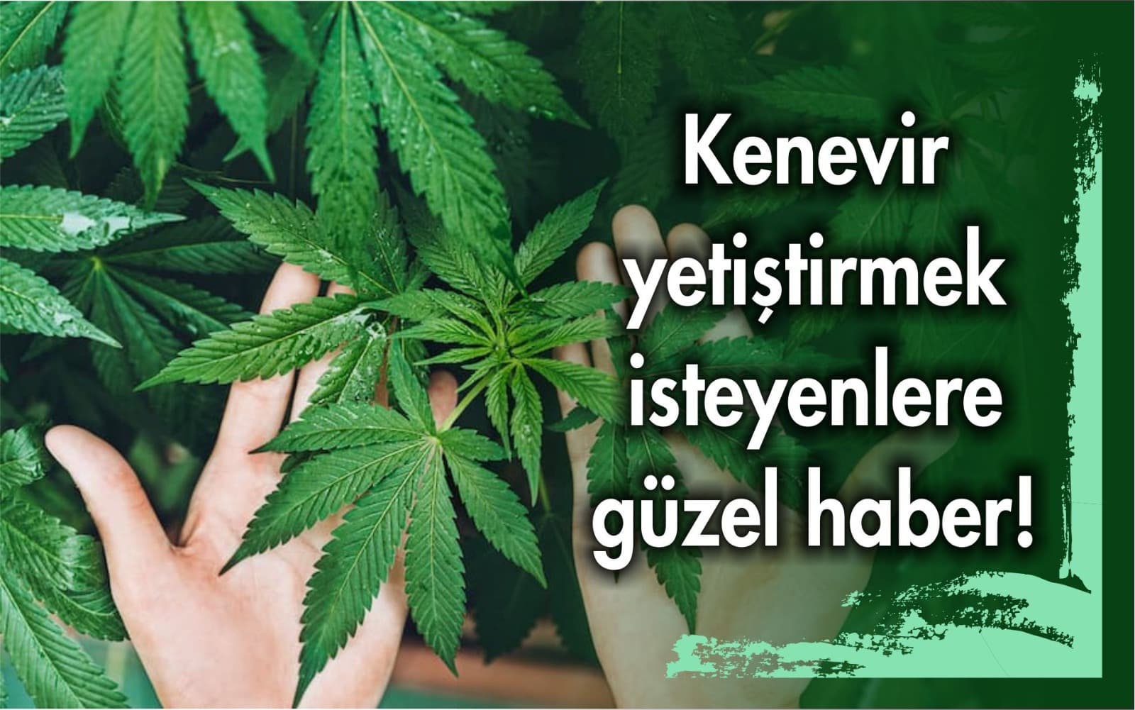 Kenevir Yetiştiricisine TMO'ya Başvurma İmkanı