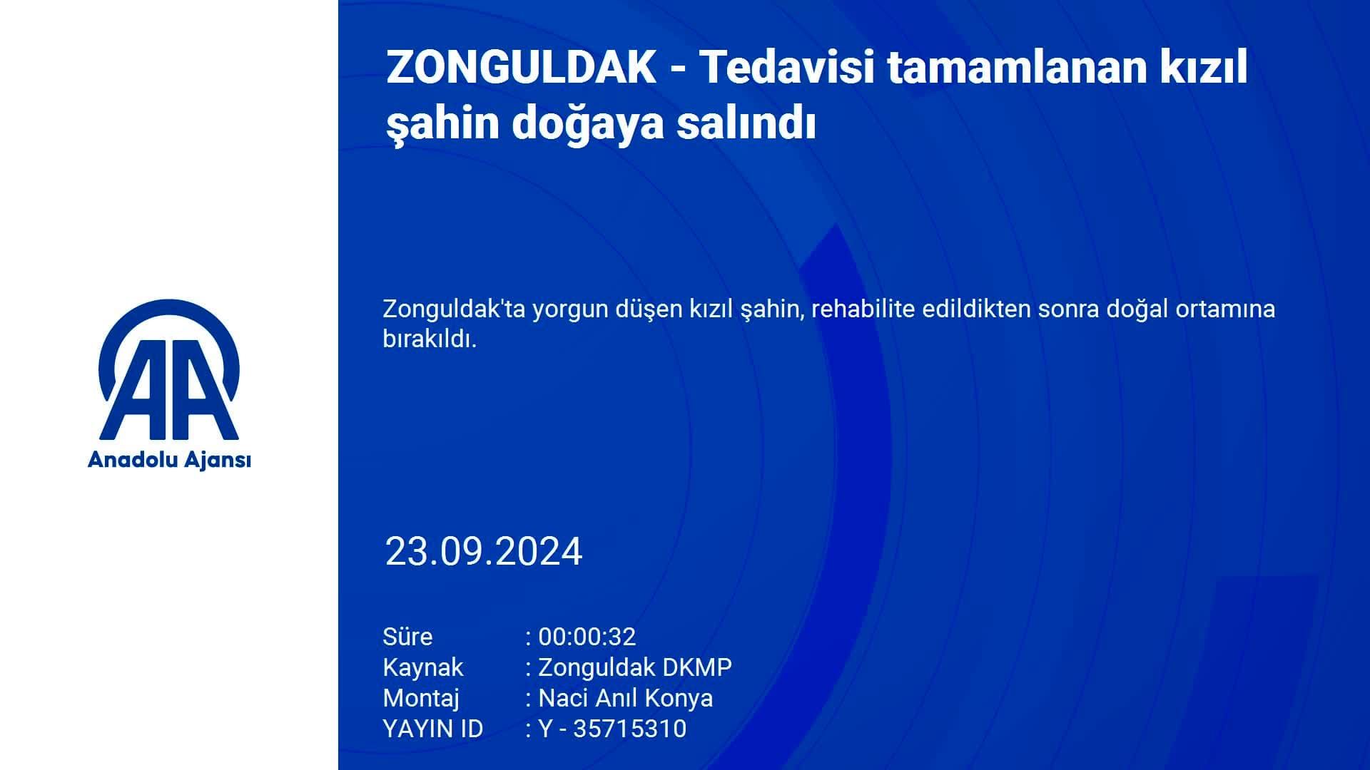 Zonguldak'ta tedavisi tamamlanan kızıl şahin doğaya salındı