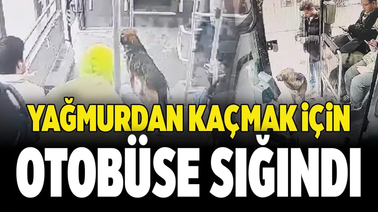 Yağmurdan Kaçan Köpek Çareyi Otobüse Sığınmakta Buldu