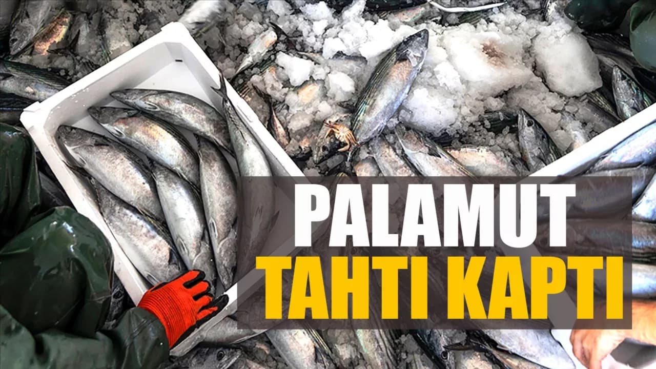 Palamut, 2024 yılında hamsiden tahtını geri aldı