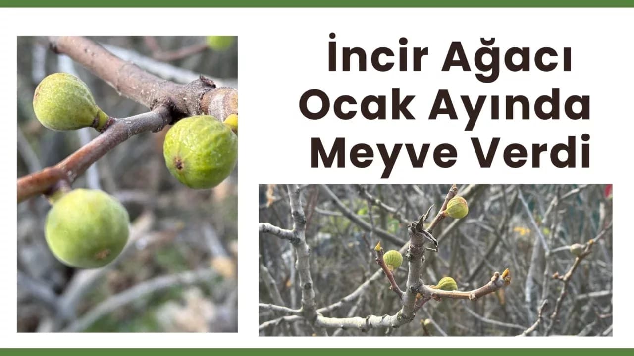 Karabük'te İncir Ağacı Ocak Ayında Meyve Verdi