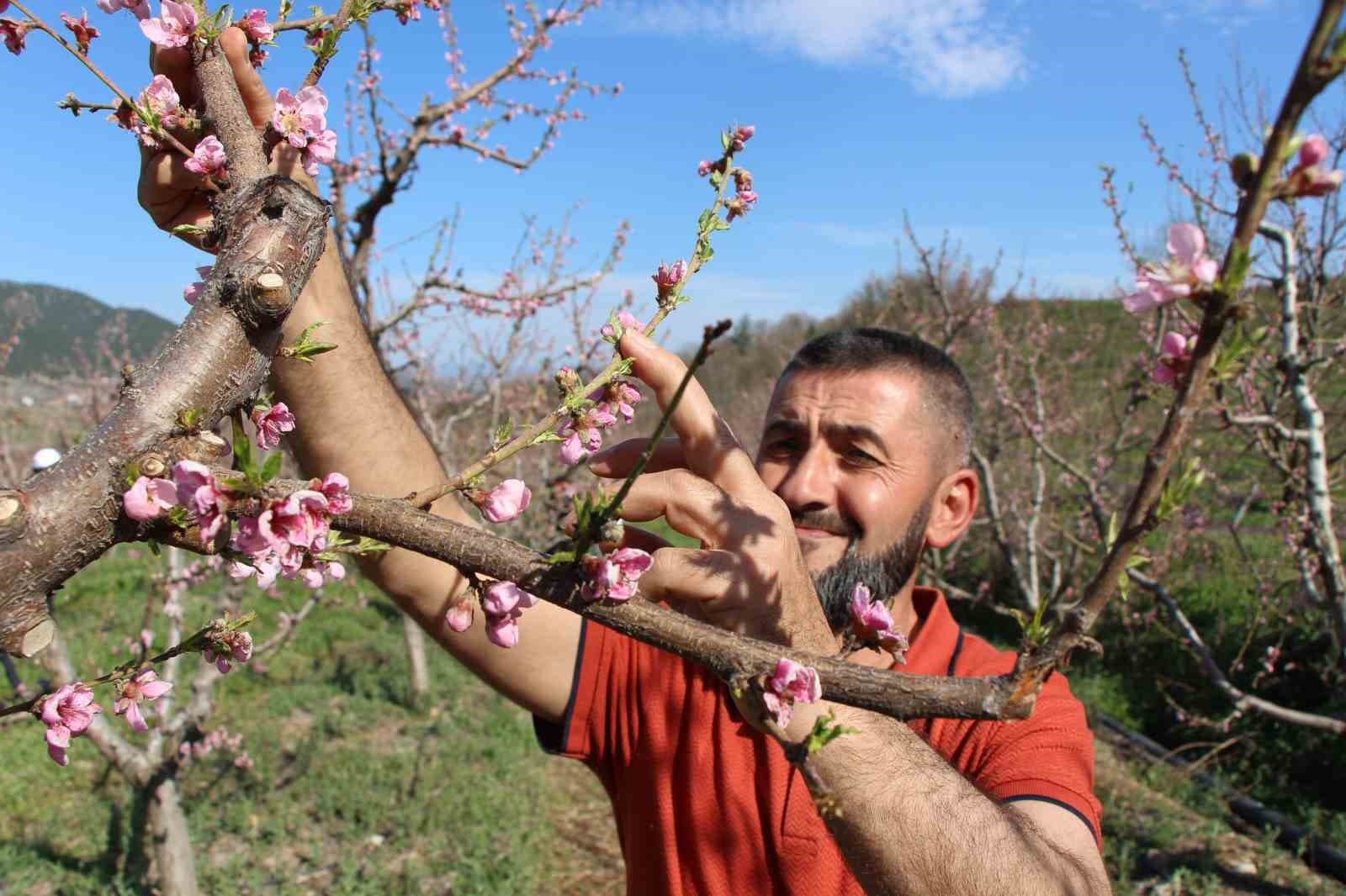 Ağaçların hepsini soğuktan korumak için dondurmuştu, tomurcukların yüzde 80’i çiçek açtı
