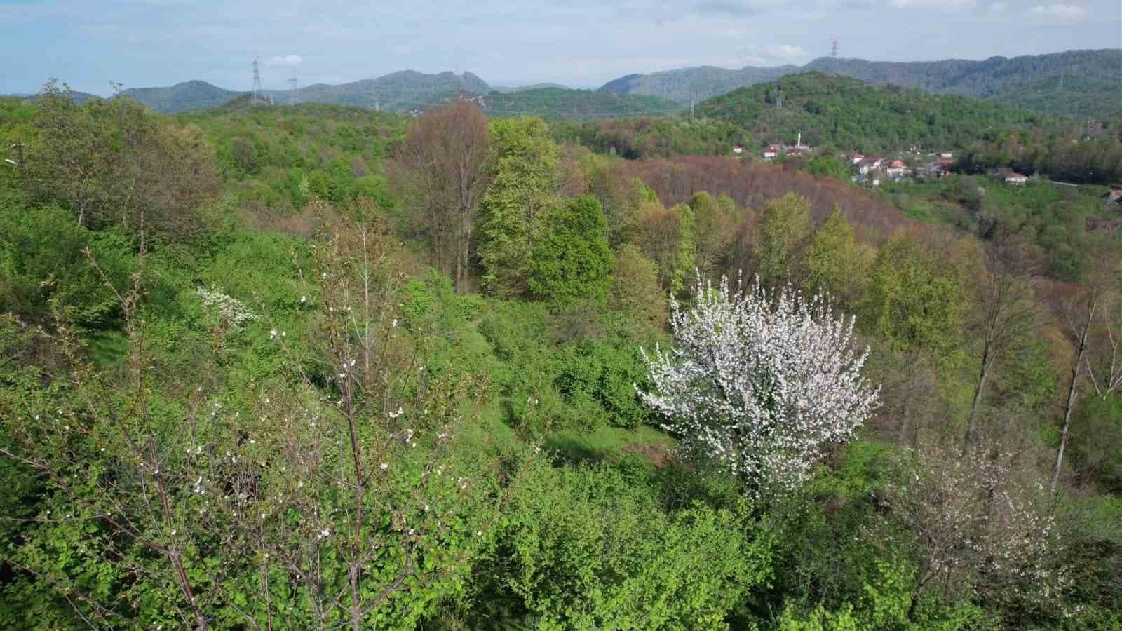 Zonguldak ormanlarında baharın renk cümbüşü havadan görüntülendi