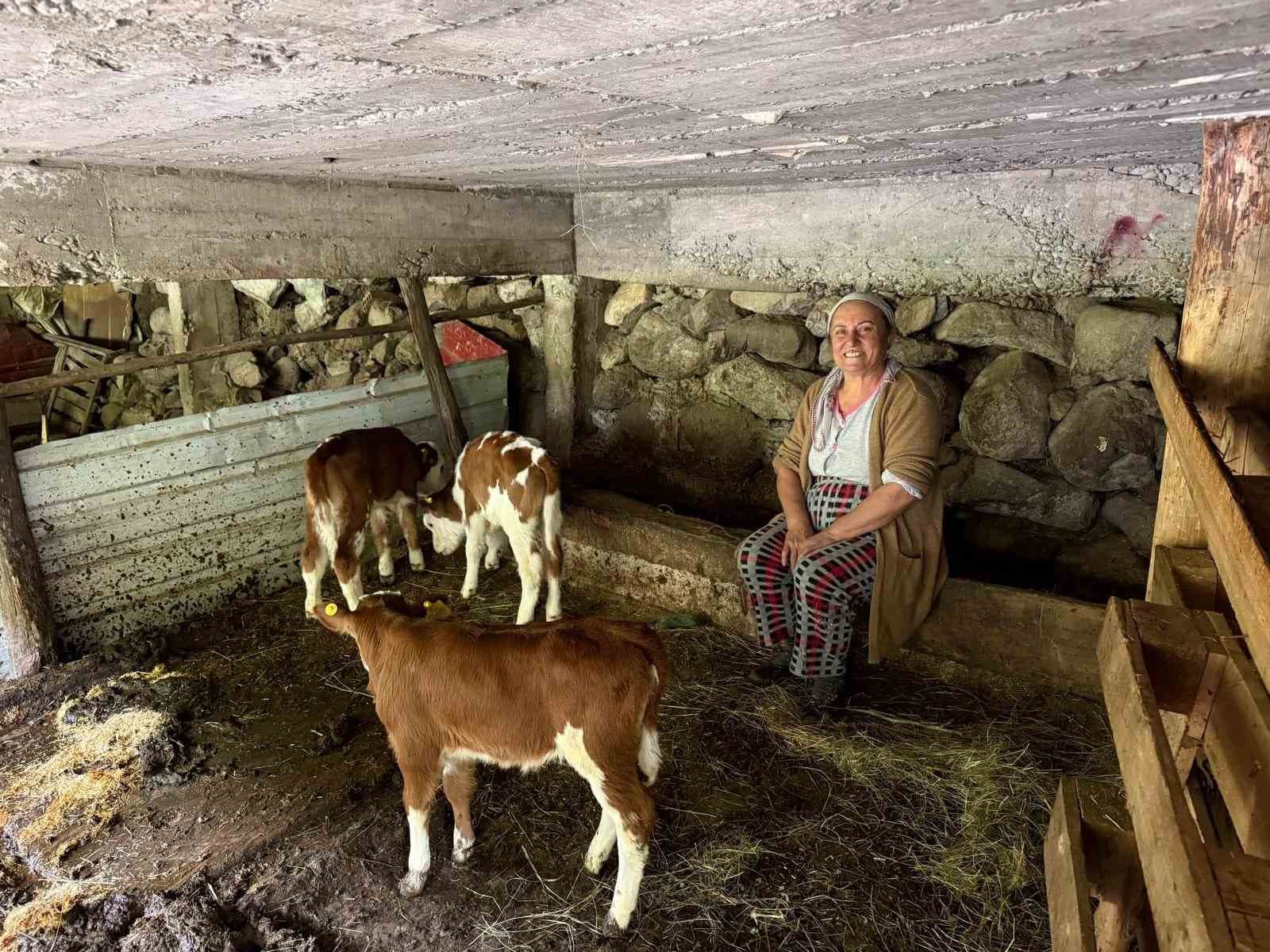 Artvin’de bir inek dördüz doğurdu, aile büyük sevinç yaşadı