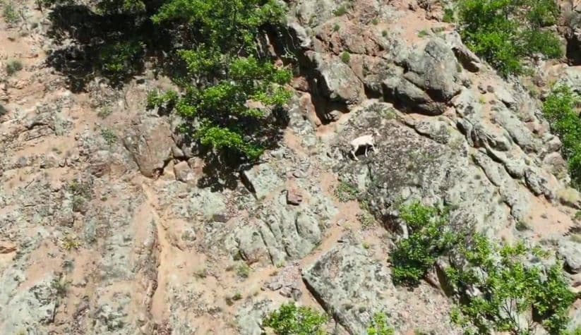 Nadir rastlanılan beyaz dağ keçisi kendisini Artvin’de gösterdi