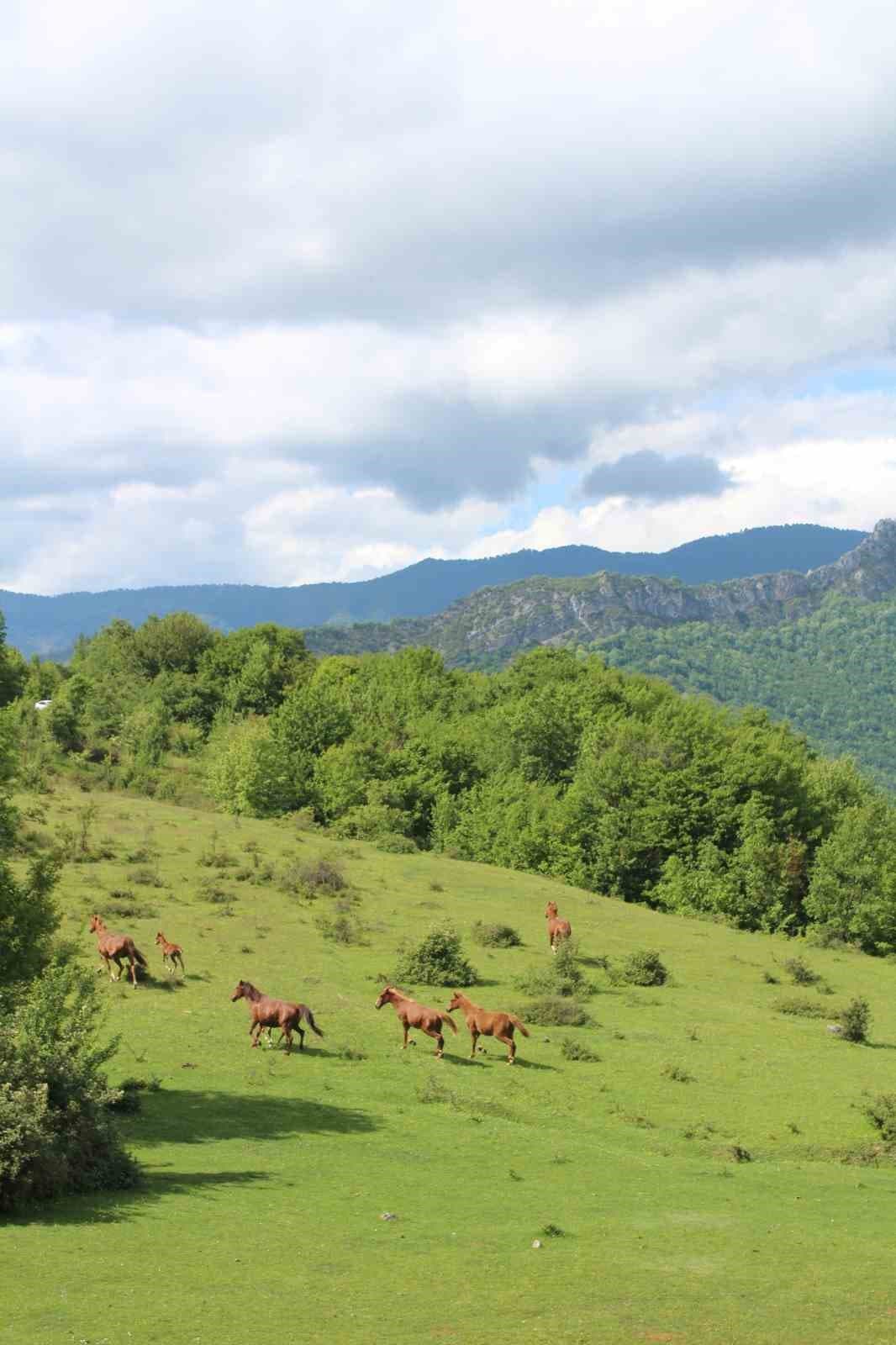 Yaylaların özgür ruhları yılkı atları havadan görüntülendi