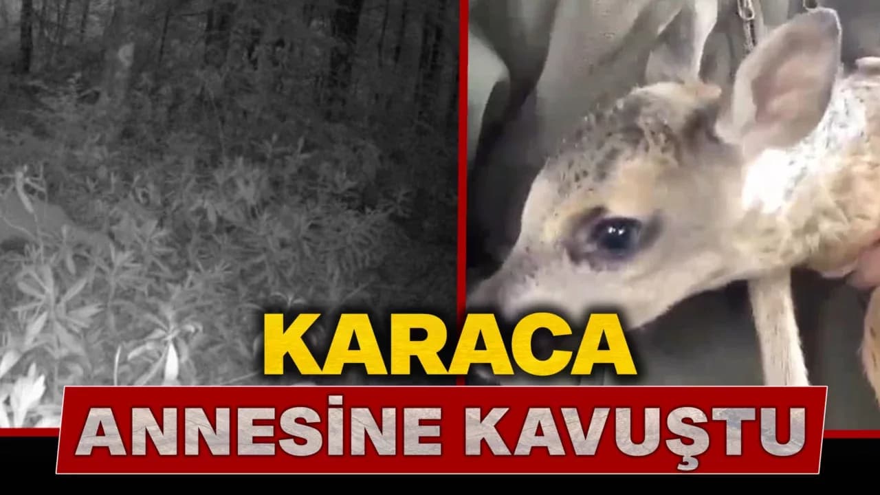 Ormanda kaybolan yavru karaca annesine kavuştu