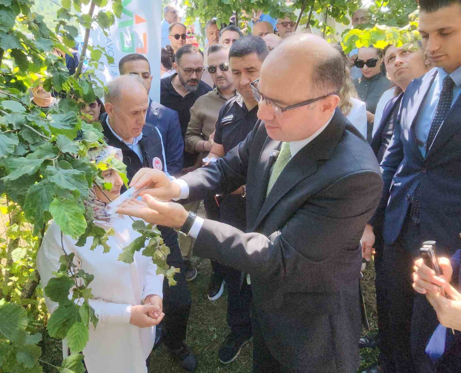 Giresun’da kahverengi kokarcaya karşı samuray arıları salınmaya başlandı