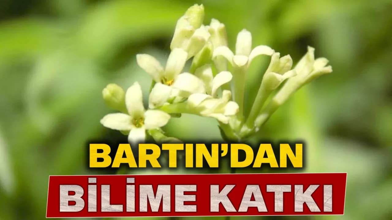 Bartın'da yeni bitki türü bulundu